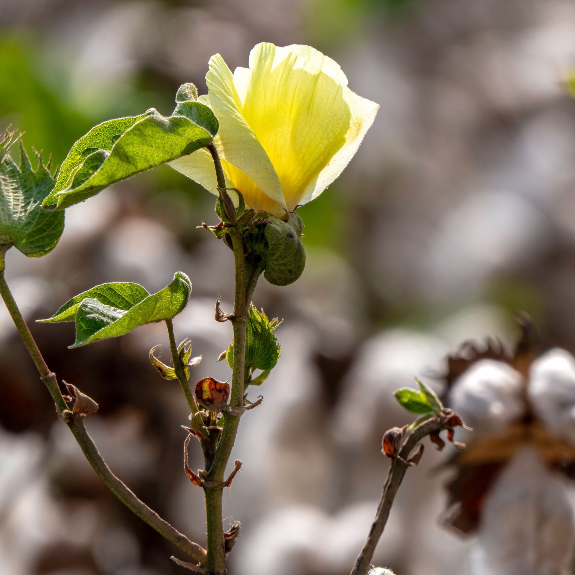 HappySeed Blumensamen Baumwoll-Pflanzset ideal zur Baumwollhochzeit - Gewächshaus & Samen, Pflanze – Bild 4 von 5