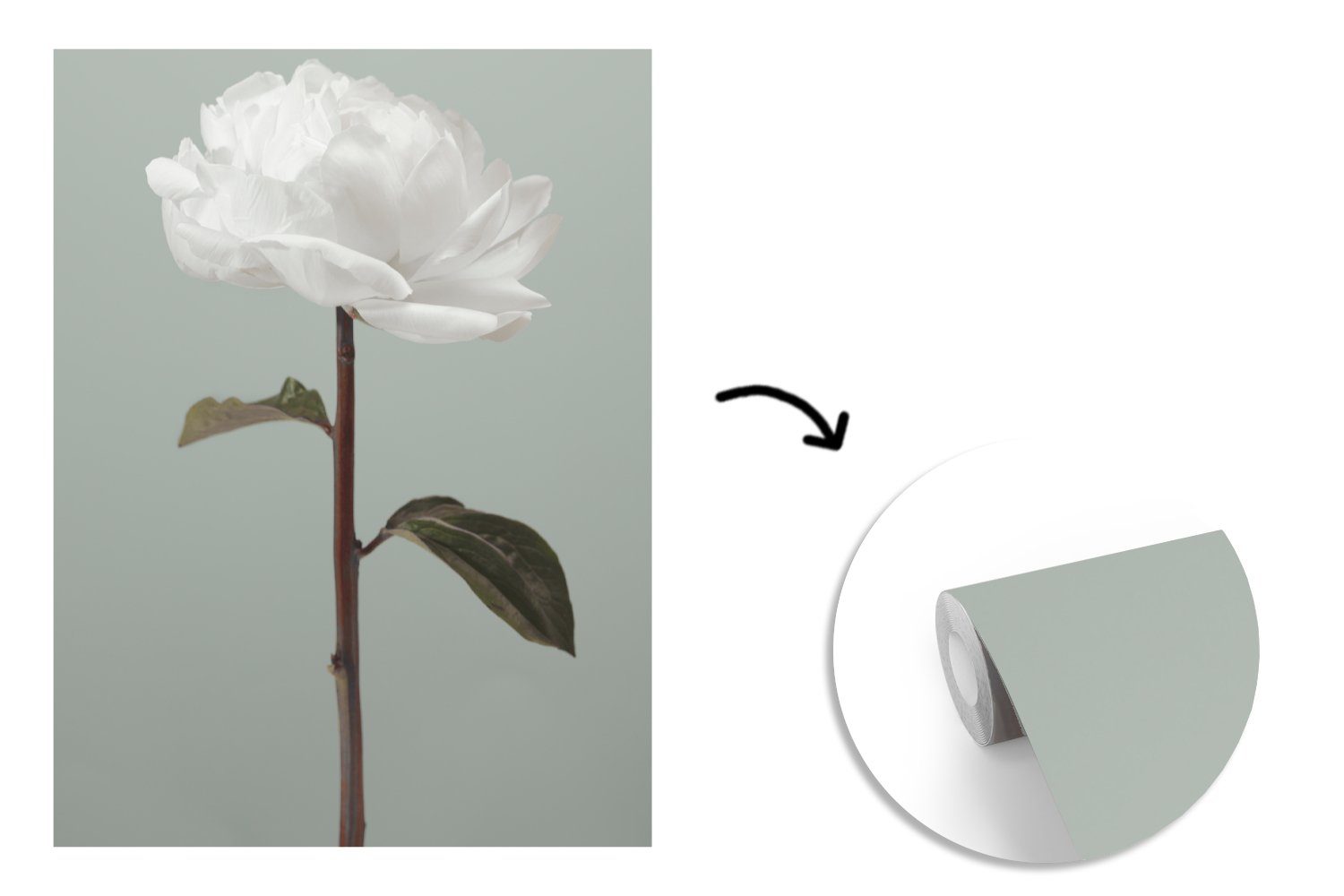 (4 Tapete Montagefertig bedruckt, Vinyl Matt, Rose - Weiß Fototapete für Wohnzimmer, - Wandtapete Stilleben, Grün MuchoWow - - St), Blumen