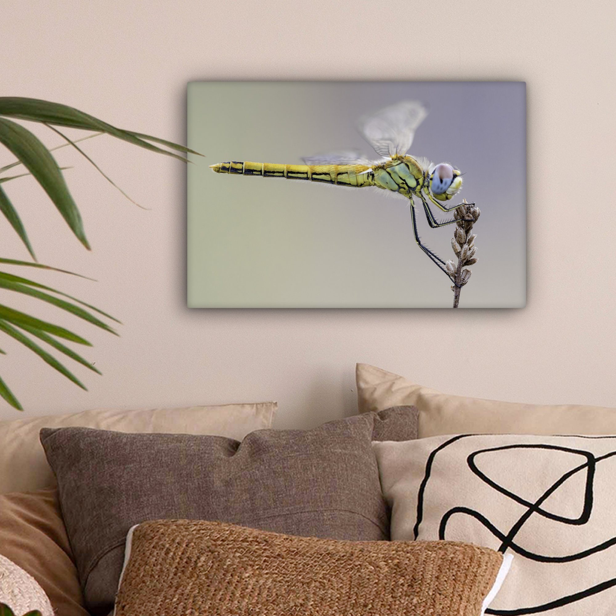(1 Nahaufnahme cm Aufhängefertig, Libelle, OneMillionCanvasses® 30x20 Leinwandbilder, St), Leinwandbild einer Wanddeko, Wandbild