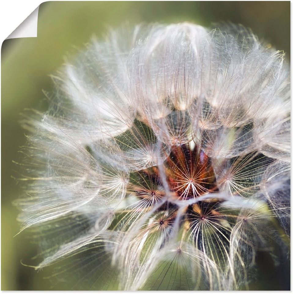 Artland Wandbild Pusteblume II, Blumen (1 St), als Alubild, Outdoorbild,  Poster in verschied. Größen