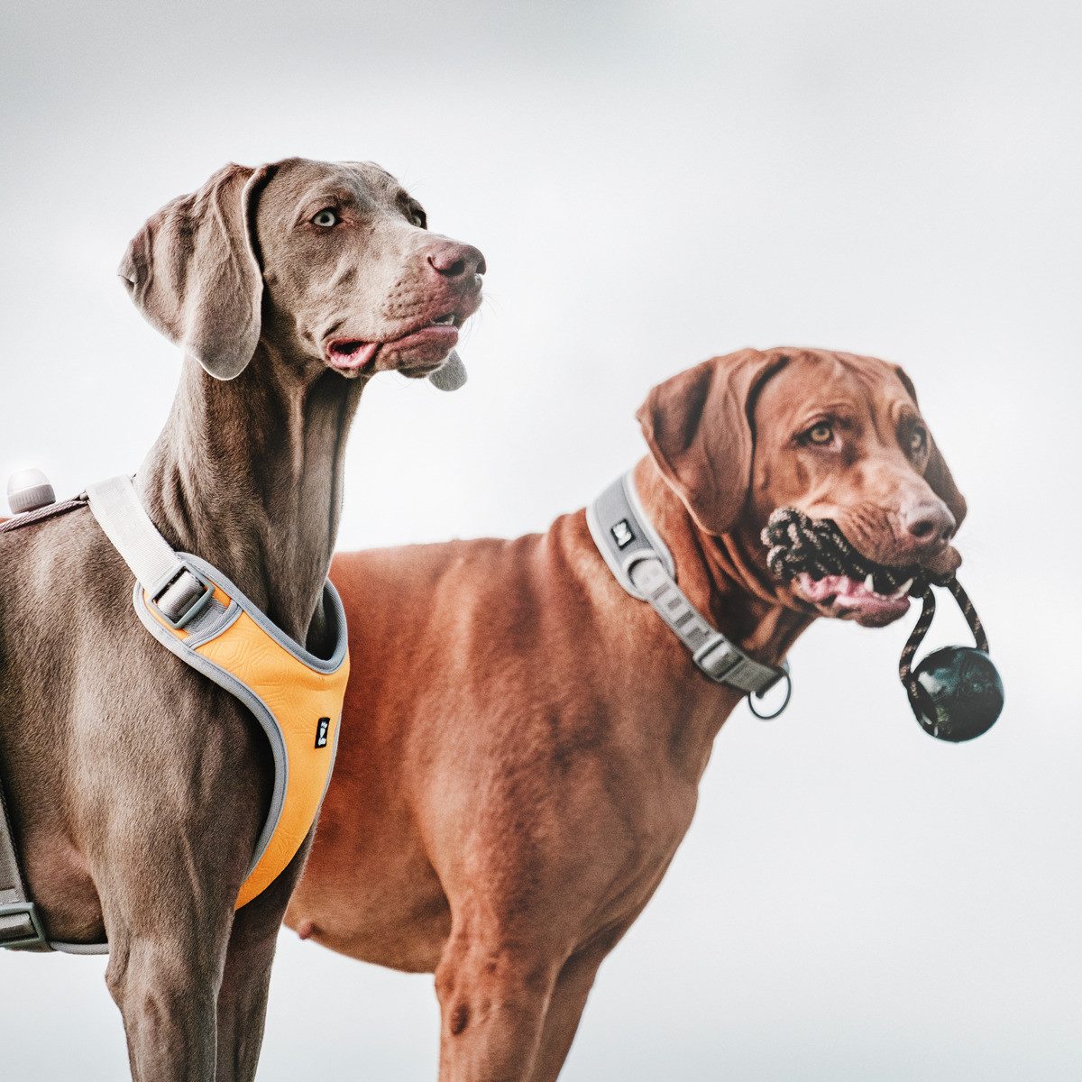 HURTTA Hunde-Halsband Adventure Halsband grau