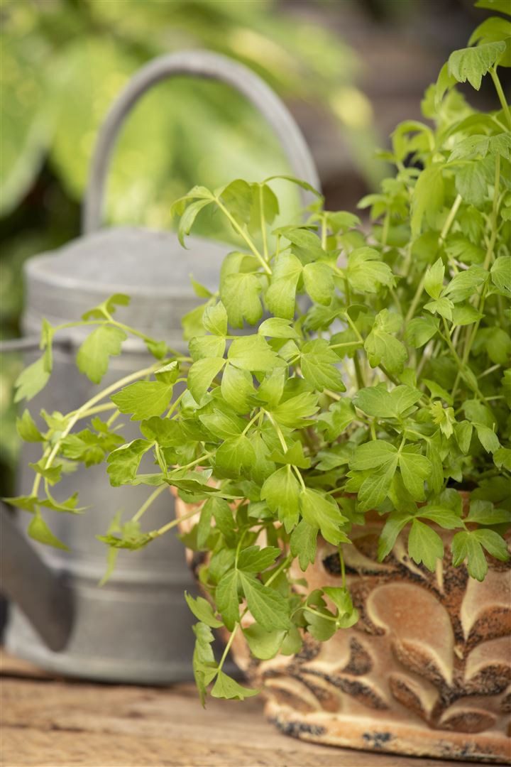 Pflanzen für Dich Staude Levisticum officinalis, 1 St., Liebstöckel, Maggikraut – Bild 5 von 5