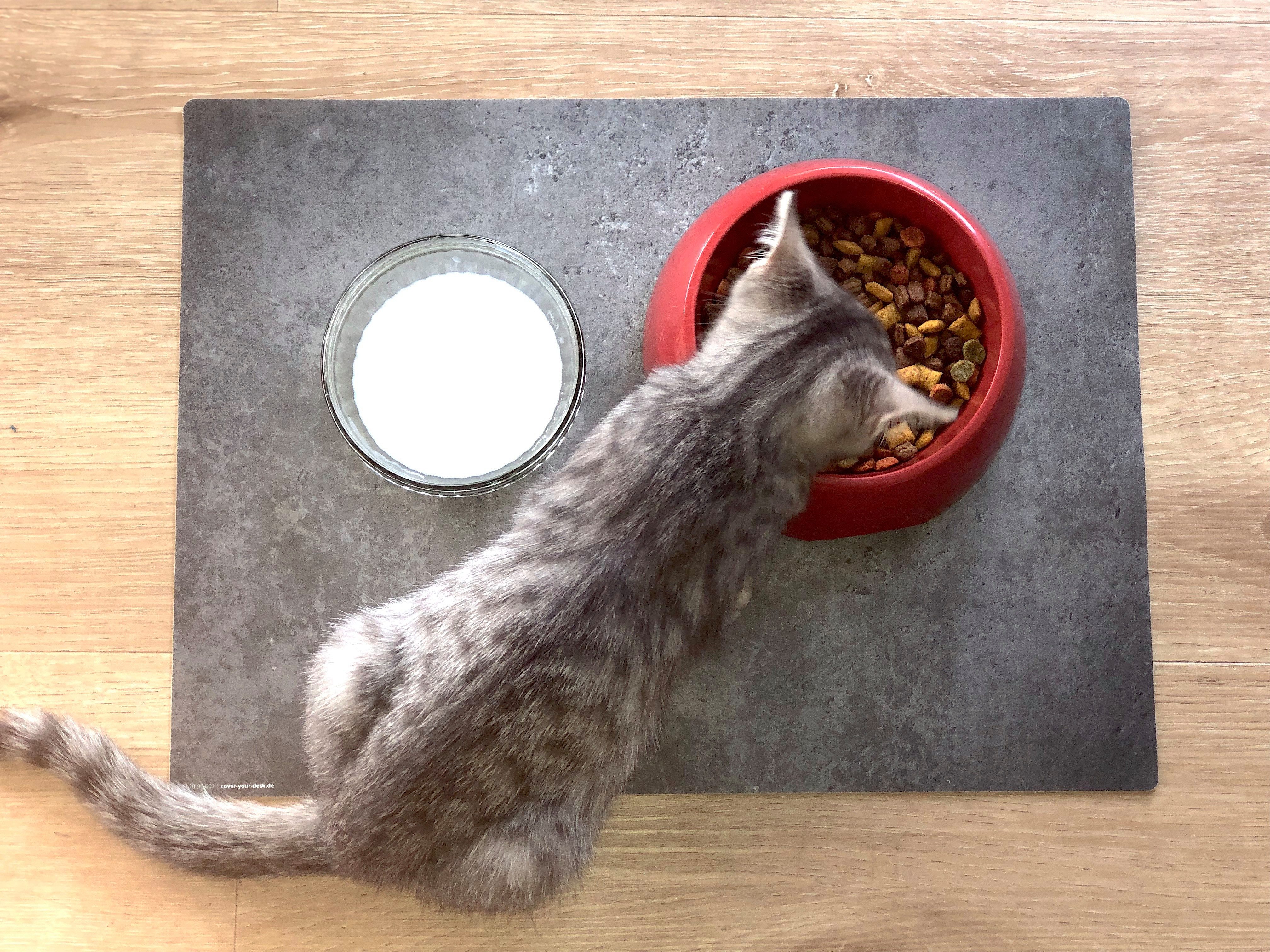 cover-your-desk.de Napfunterlage für Hunde & Katzen „Holz“ aus Premium-Vinyl - Made in Germany, 1-St., rutschhemmend, abwaschbar, reißfest