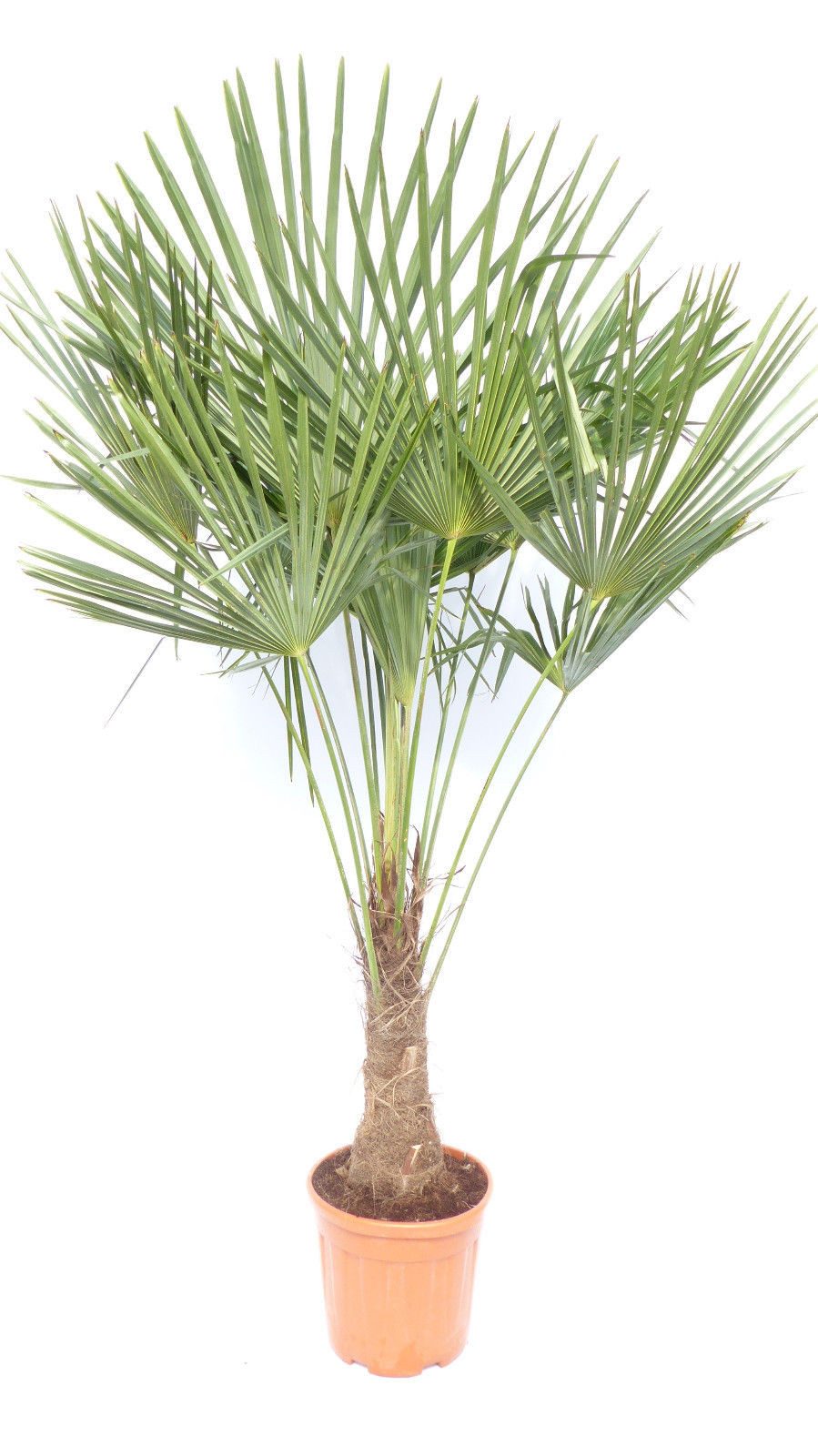 gruenwaren jakubik Baum XXL Palme winterhart 140 - 160 cm Trachycarpus fortunei, Hanfpalme