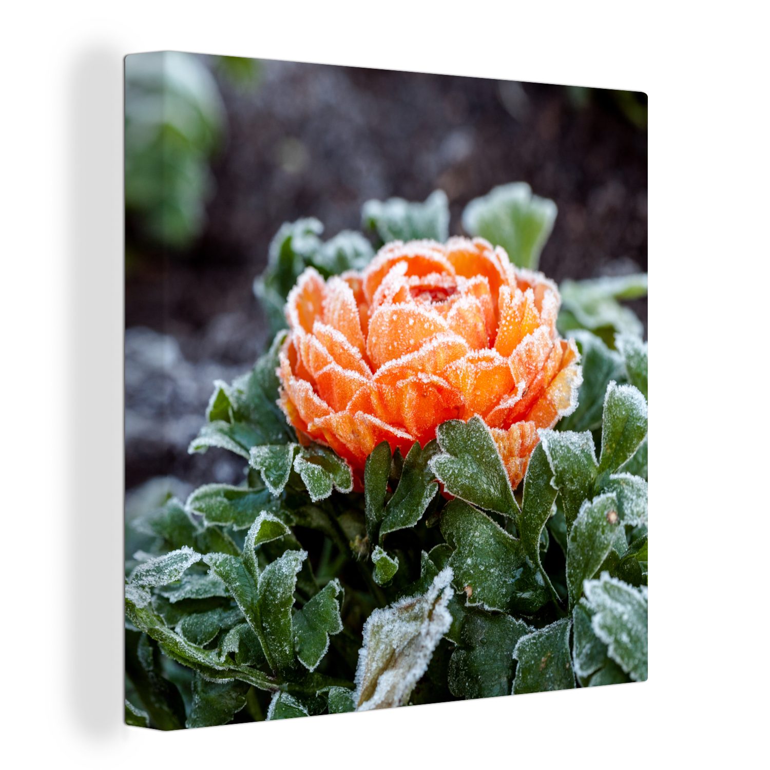OneMillionCanvasses® Leinwandbild Orange - Blume - Winter, (1 St), Leinwand Bilder für Wohnzimmer Schlafzimmer