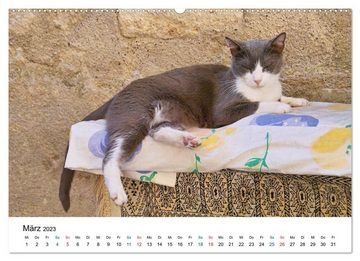 CALVENDO Wandkalender Geliebte Stubentiger - Katzen im Alltag (Premium, hochwertiger DIN A2 Wandkalender 2023, Kunstdruck in Hochglanz)