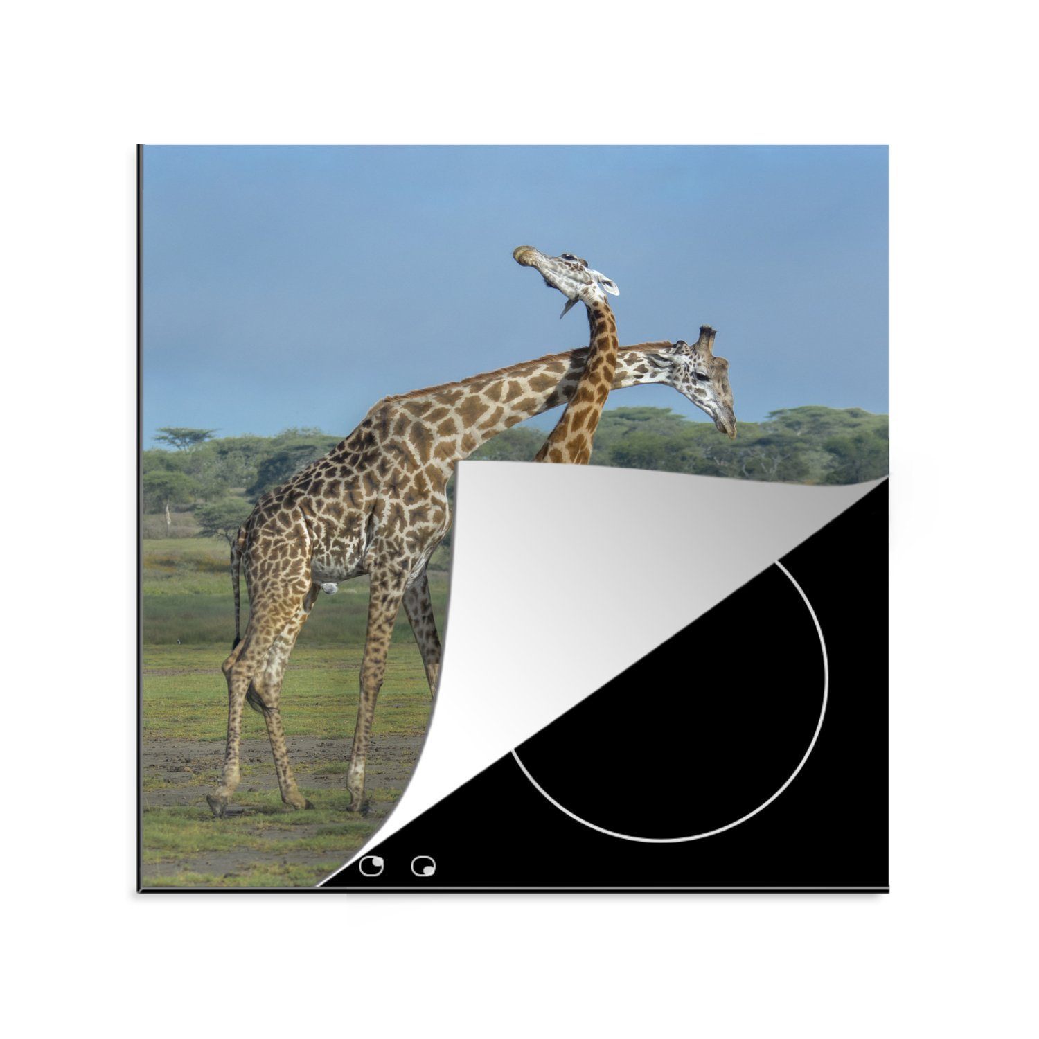 MuchoWow Herdblende-/Abdeckplatte Zwei erwachsene Giraffen unter blauem Himmel, Vinyl, (1 tlg), 78x78 cm, Ceranfeldabdeckung, Arbeitsplatte für küche