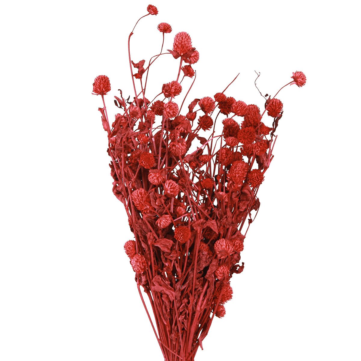 Trockenblume Kugelamarant Gomphrena Globosa rot trocken 45cm 100g
