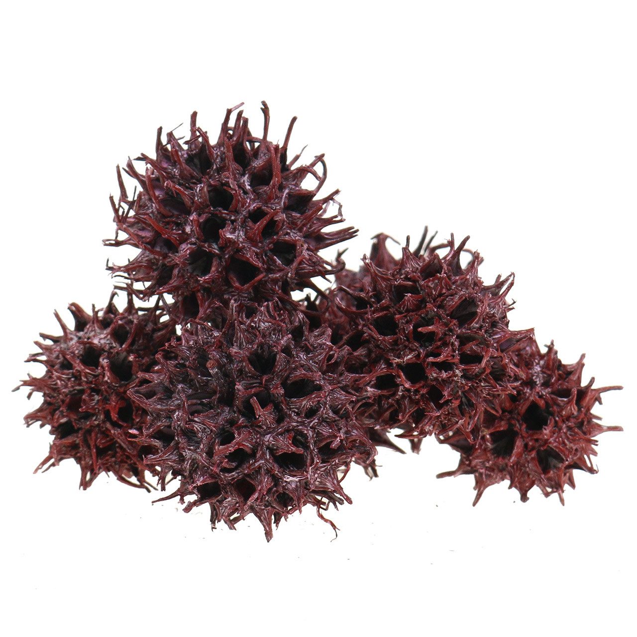 Trockenblume Amberbaum Deko Zapfen Rot gefrostet günstig online kaufen