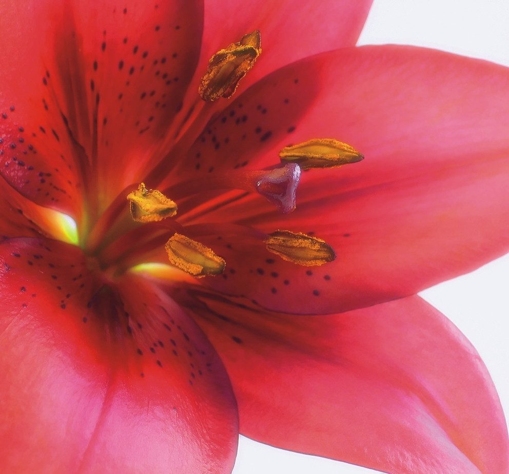 Rasch Fototapete Blumenblüte - Vliestapete Weiß Rot Gelb, floral, (1 Rolle, 1 St., Kollektion 'Magicwalls' - 2,65 m x 2,65 m), Lichtbeständige Farben - Feucht abwischbar - Restlost abziehbar