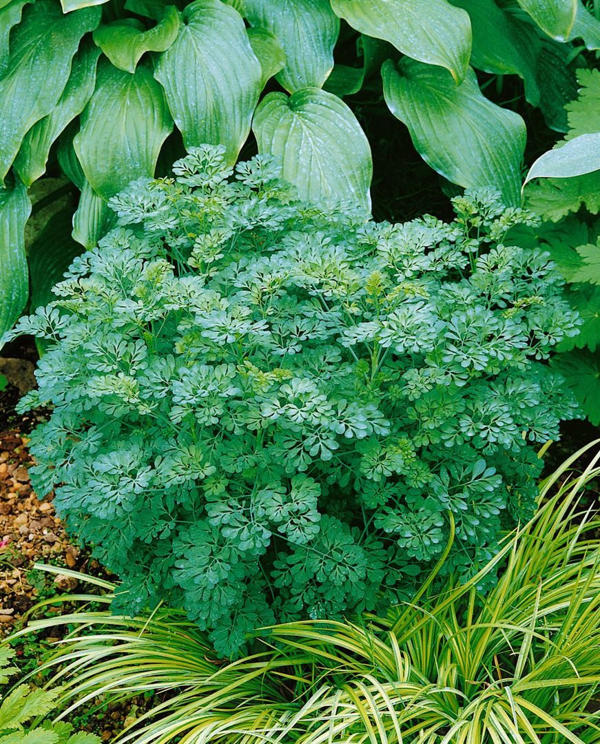 Pflanzen für Dich Staude Ruta graveolens Jackman's Blue, 1 St., Weinraute, günstig online kaufen