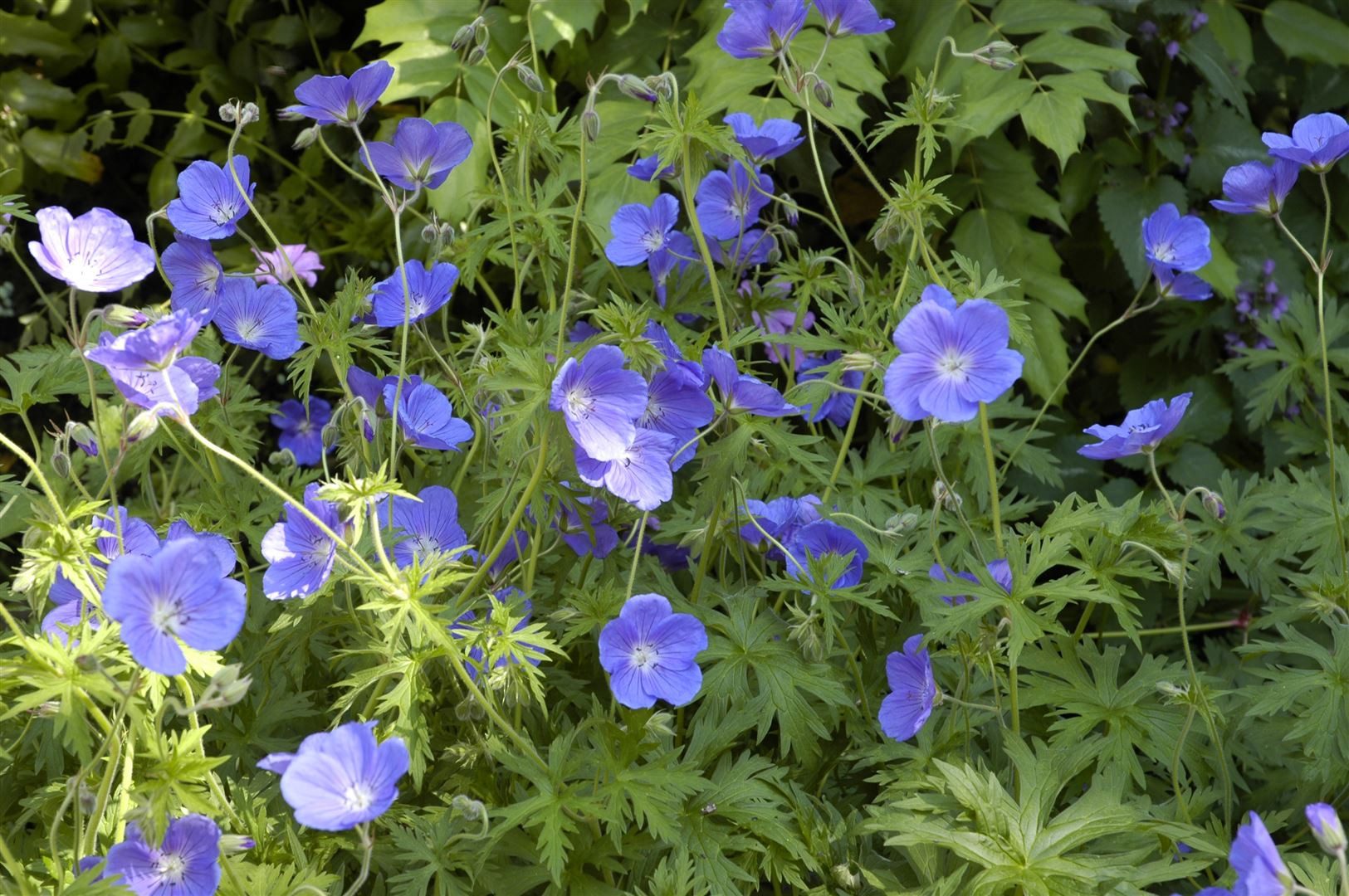 Pflanzen für Dich Staude Geranium pratense 'Orion', 1 St., Wiesen-Storchschnabel – Bild 2 von 5