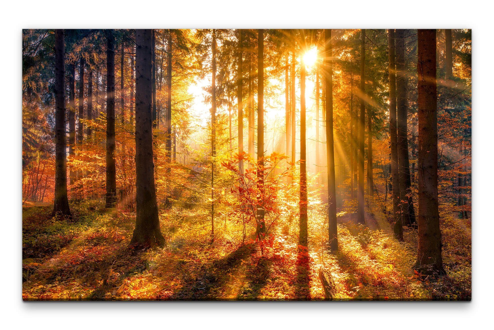 möbel-direkt.de Leinwandbild Bilder XXL Herbstwald mit günstig online kaufen