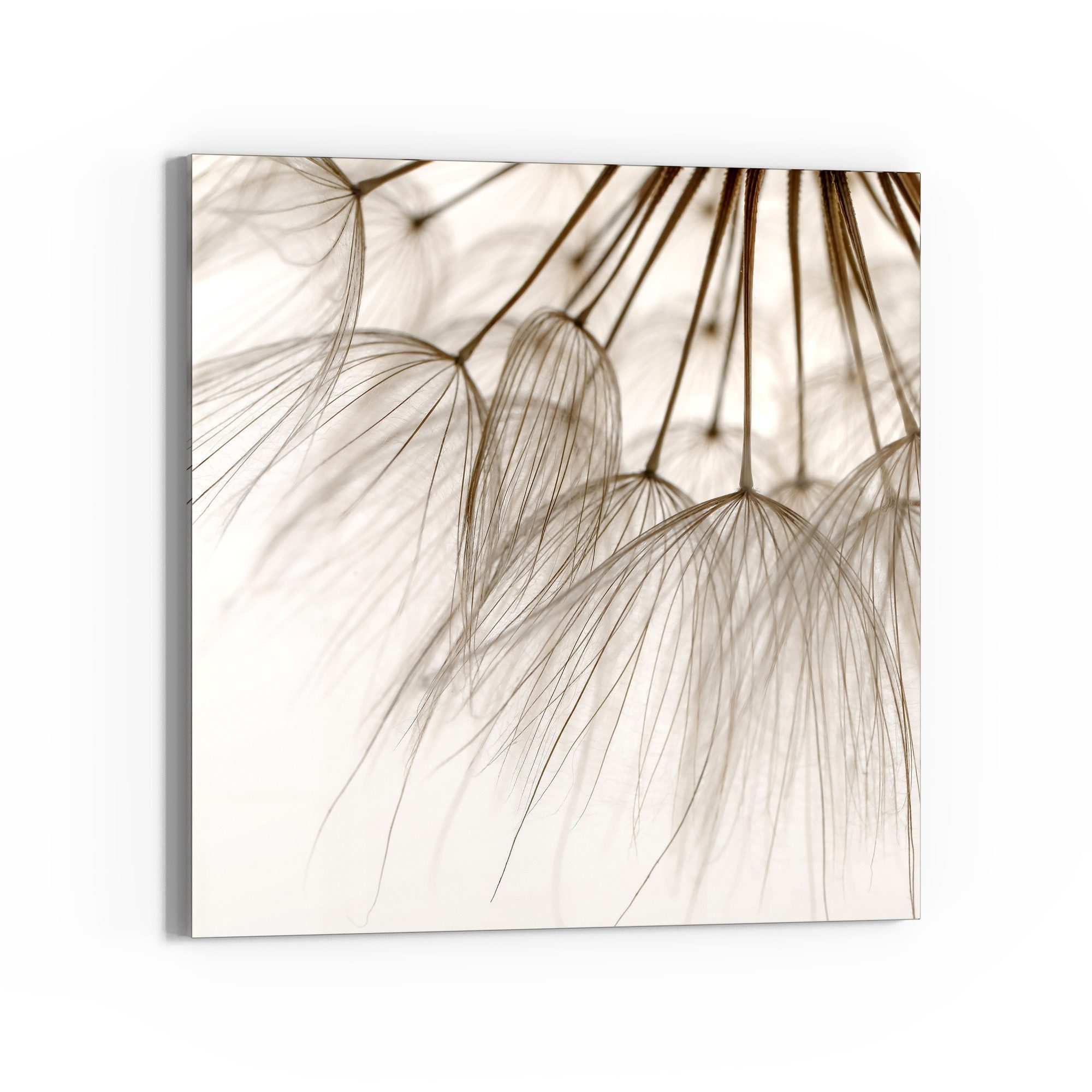 DEQORI Glasbild 'Pusteblumenpoesie', 'Pusteblumenpoesie', Glas Wandbild Bild schwebend modern