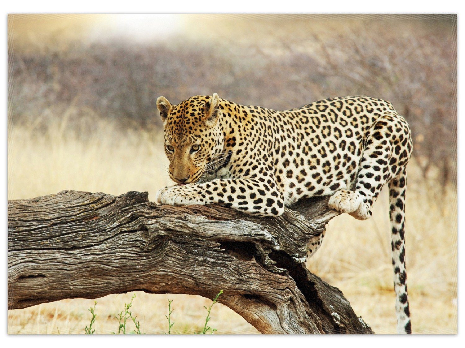 Wallario Teppich Leopard auf Baumstamm in Afrika, rechteckig, rutschfest günstig online kaufen