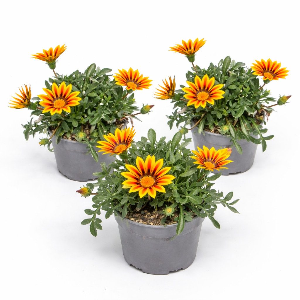 Exotenherz Beetpflanze Mittagsgold Gazania "Big Kisses" verschiedene Farben 12cm Topf 3er Set