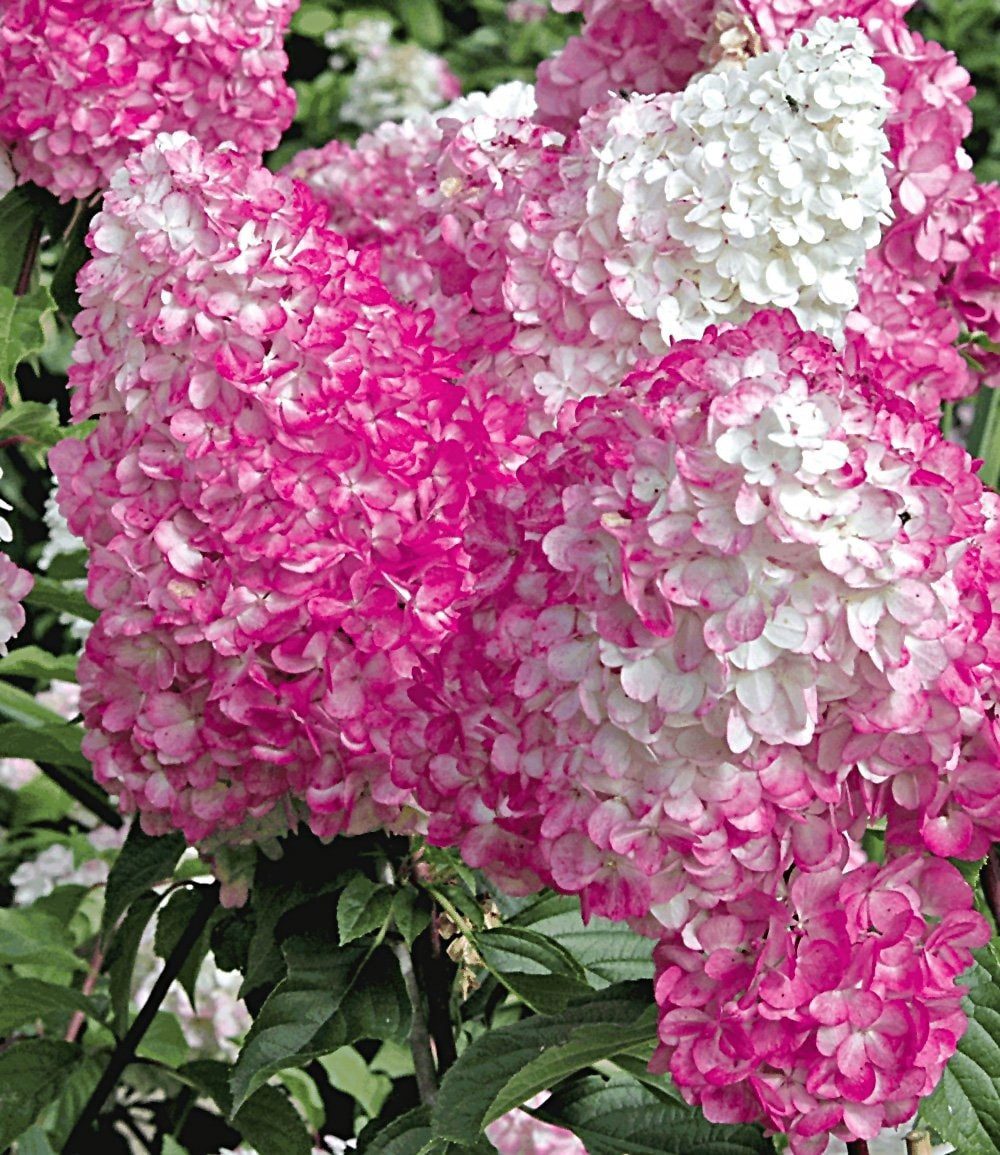 BALDUR Garten Zierstrauch Freiland-Hortensie 'Vanille Fraise®', 1 St., Rispenhortensien, winterhart, mehrjährig, pflegeleicht