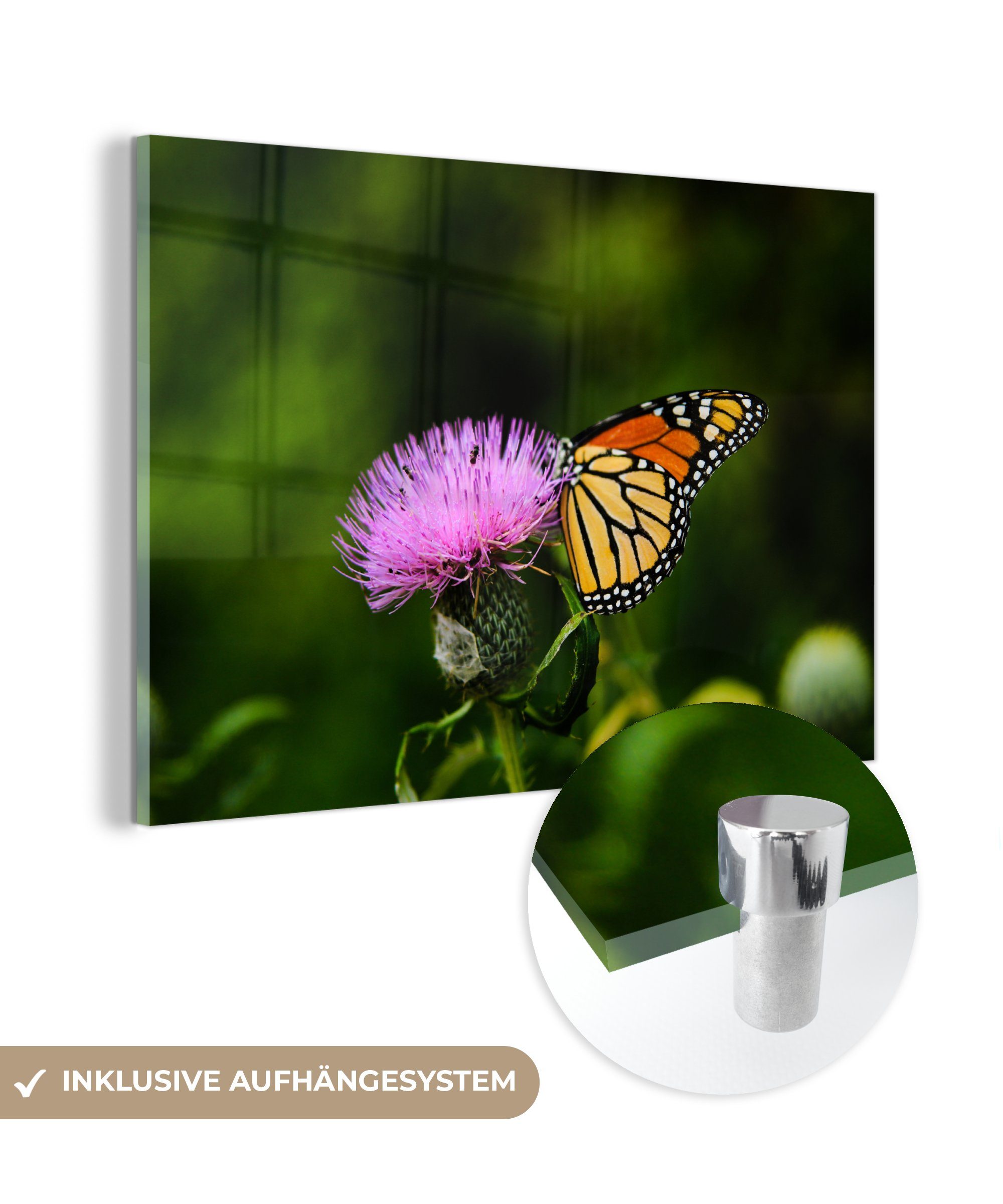 MuchoWow Acrylglasbild Blumen - Schmetterling - Makro, (1 St), Acrylglasbilder Wohnzimmer & Schlafzimmer