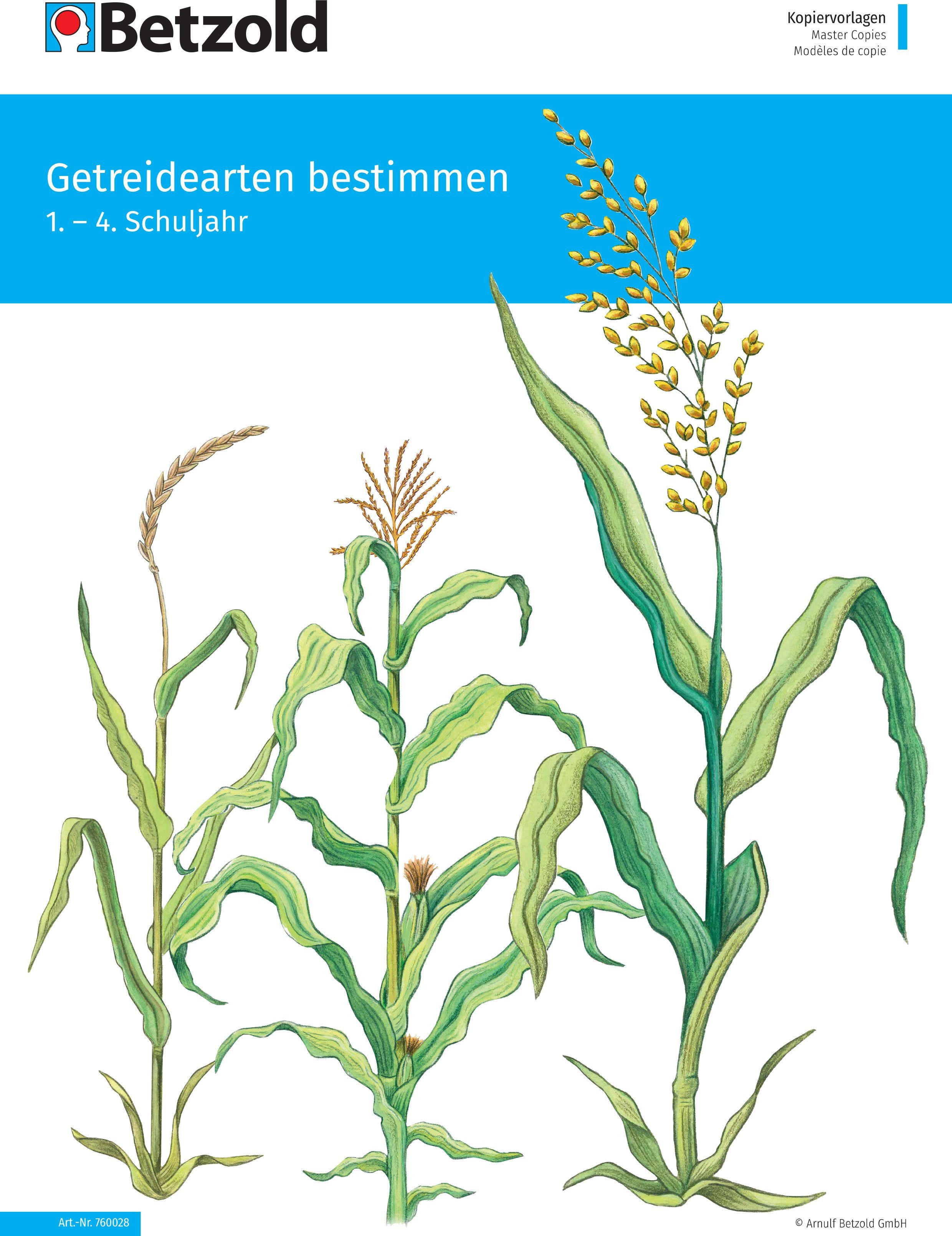 Betzold Lernspielzeug Themenheft „Getreidearten bestimmen“