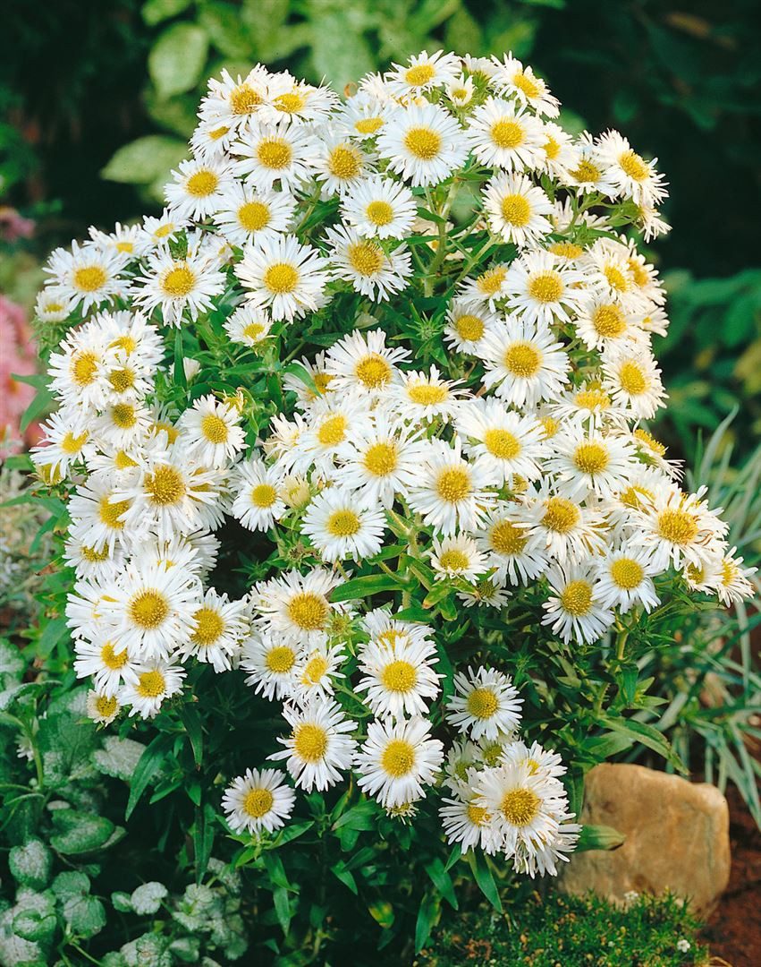 Pflanzen für Dich Staude Aster novi-belgii 'White Ladies', 1 St., Glattblatt-Aster, Neubelgien-Aster