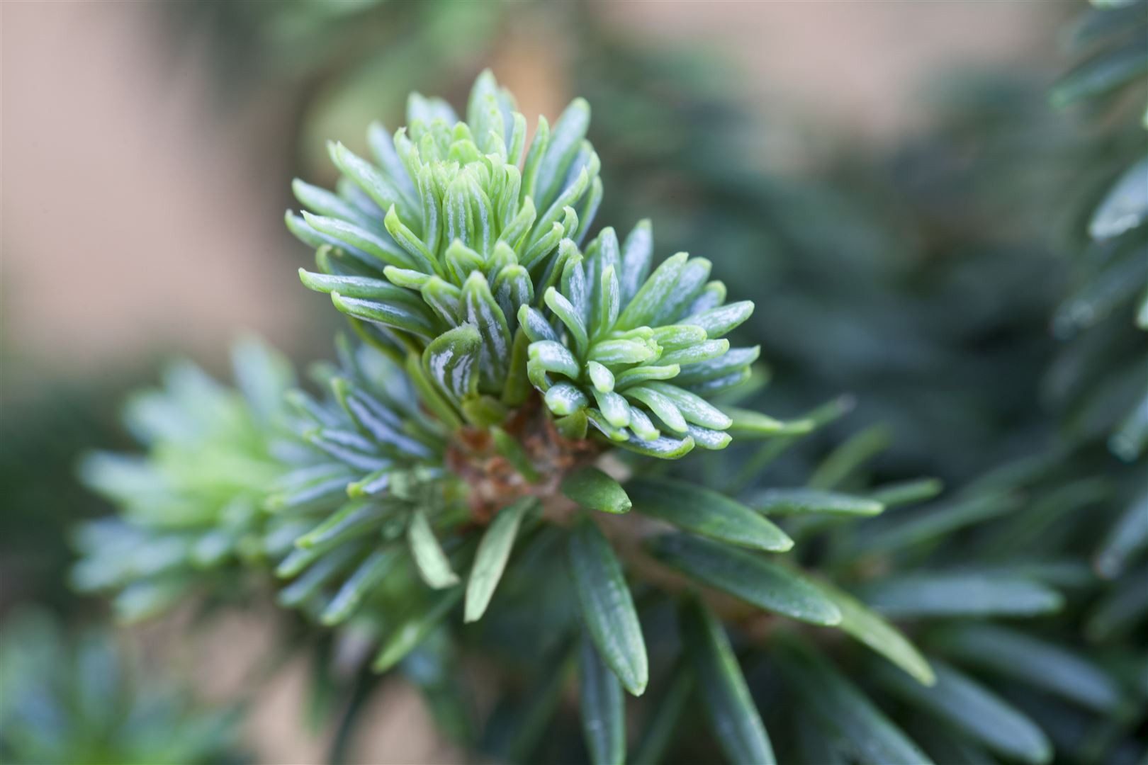 Pflanzen für Dich Konifere Abies balsamea 'Piccolo', 1 St., Balsamtanne, kompakt, immergrün