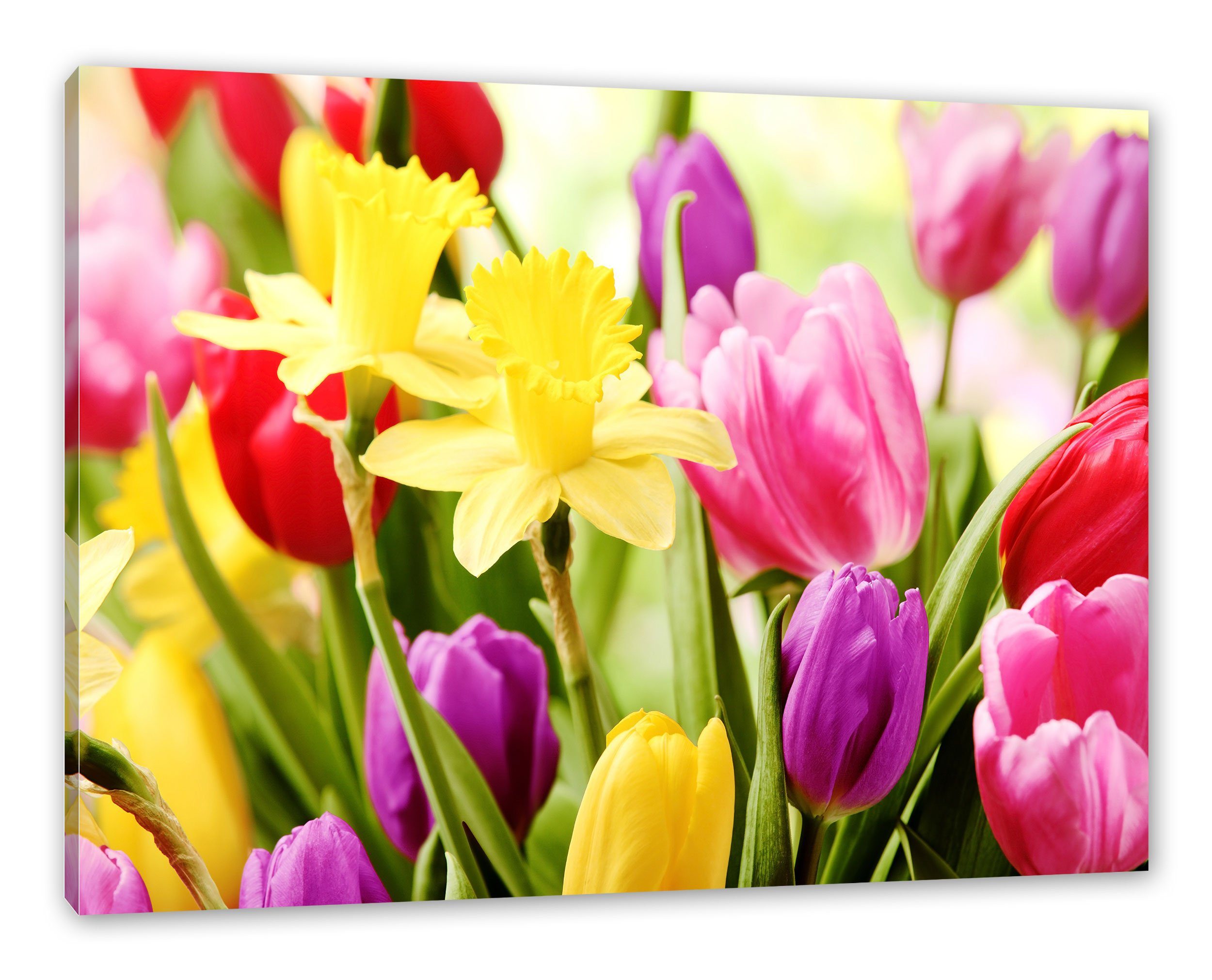 und Leinwandbild inkl. Tulpen (1 Tulpen, fertig St), Zackenaufhänger Osterglocken Leinwandbild Pixxprint bespannt, Osterglocken und