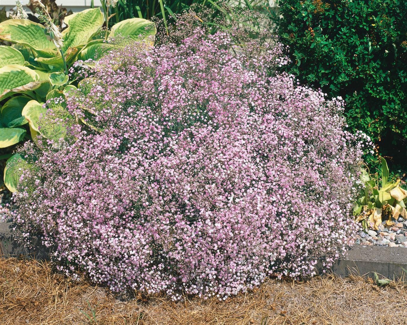 Pflanzen für Dich Staude Gypsophila repens, 1 St., Kriechendes Schleierkraut, Teppich-Schleierkraut