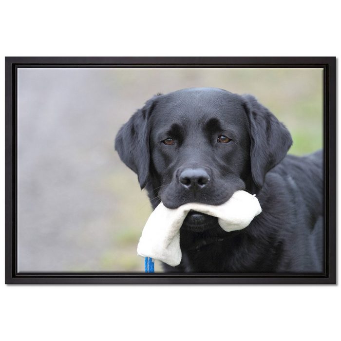 Pixxprint Leinwandbild Labrador mit Spielzeug Wanddekoration (1 St) Leinwandbild fertig bespannt in einem Schattenfugen-Bilderrahmen gefasst inkl. Zackenaufhänger