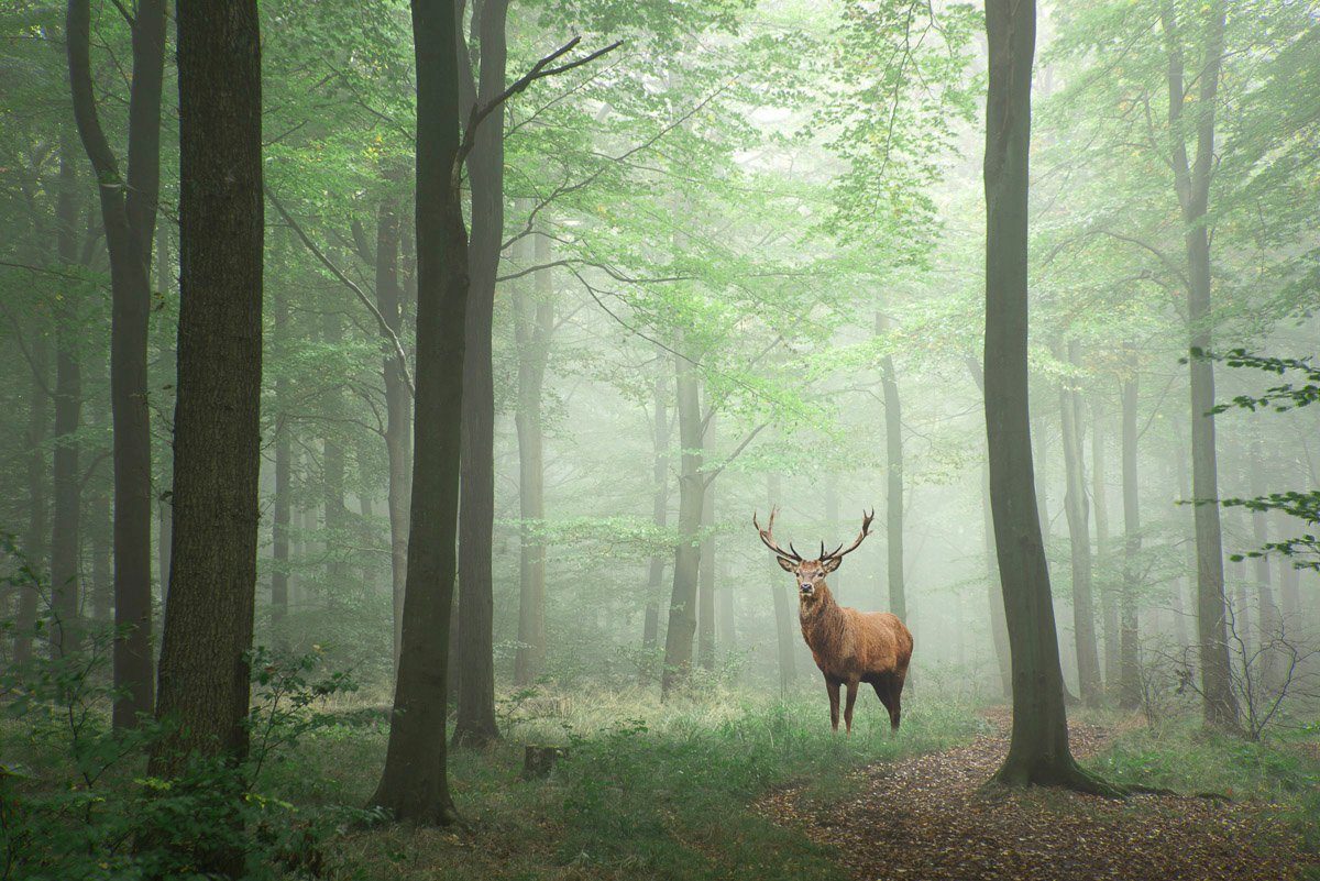 Papermoon Fototapete Hirsch im Wald | Fototapeten