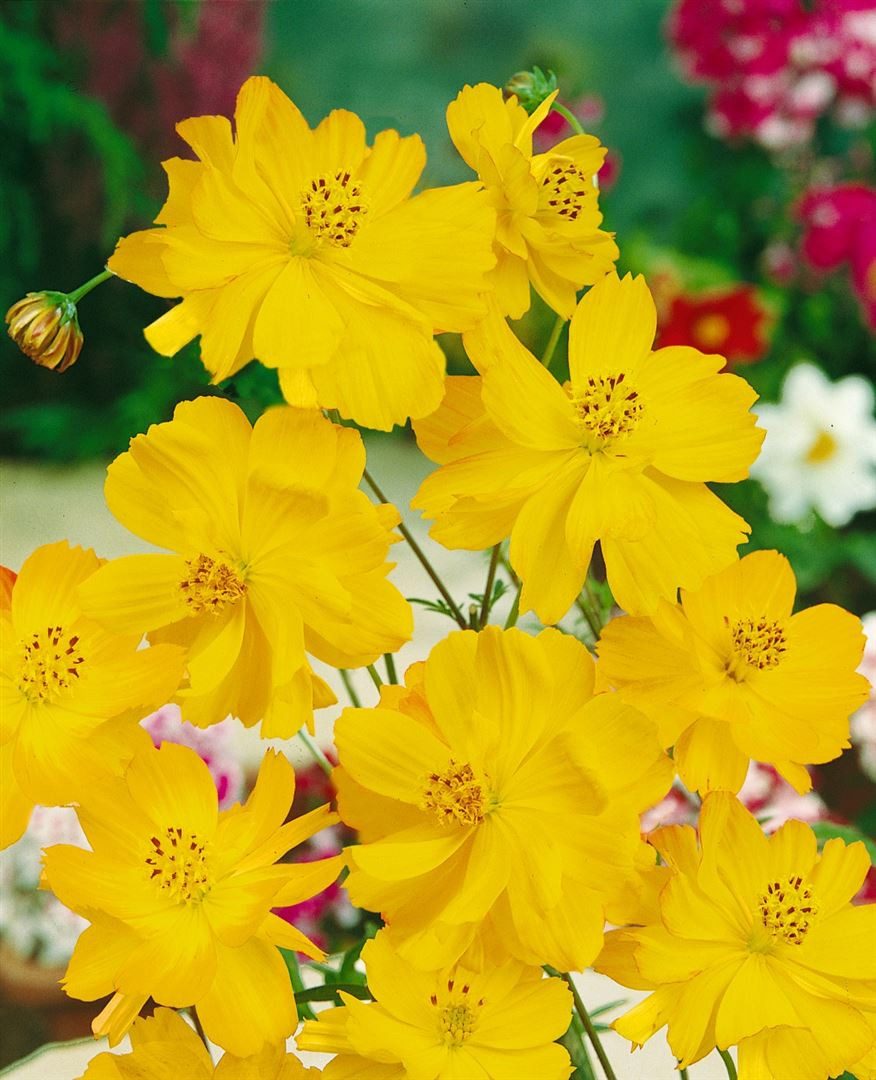 Pflanzen für Dich Staude Berlandiera lyriata, 1 St., Schokoladenblume, Schokoladenkosmee