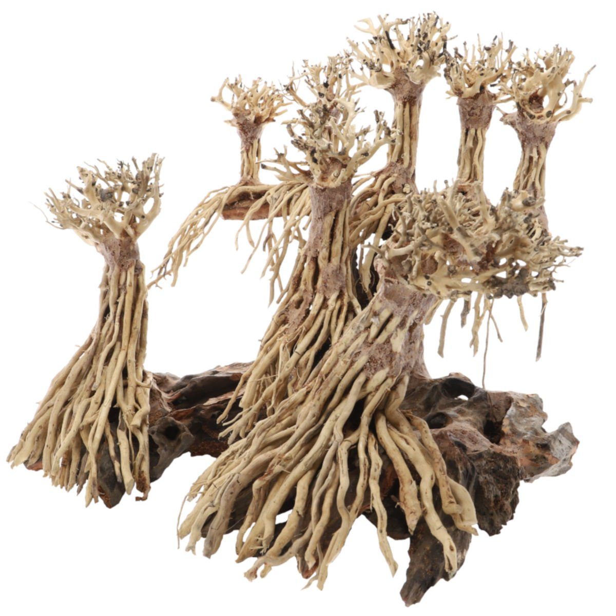 Dupla Aquariendeko Landscape eine ganze Landschaft für Ihr Aquarium