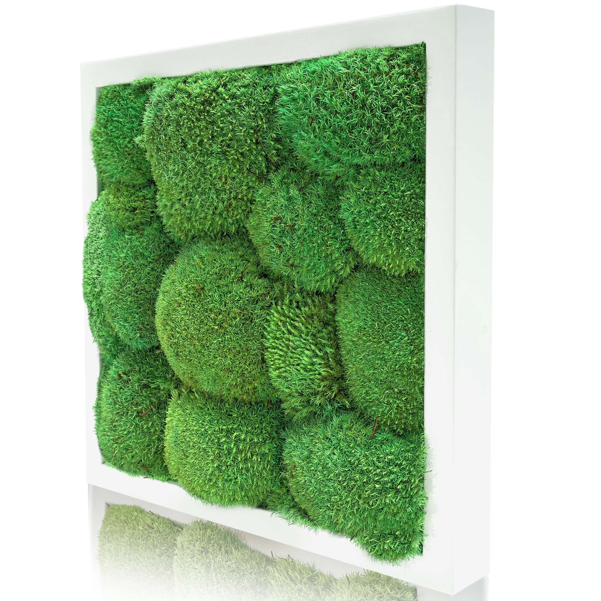 Bild Kugelmoos (1 konserviert Moosbild Pflanzenbild - Weiß - Wandbild, naturewalls St), Vollholz-Rahmen