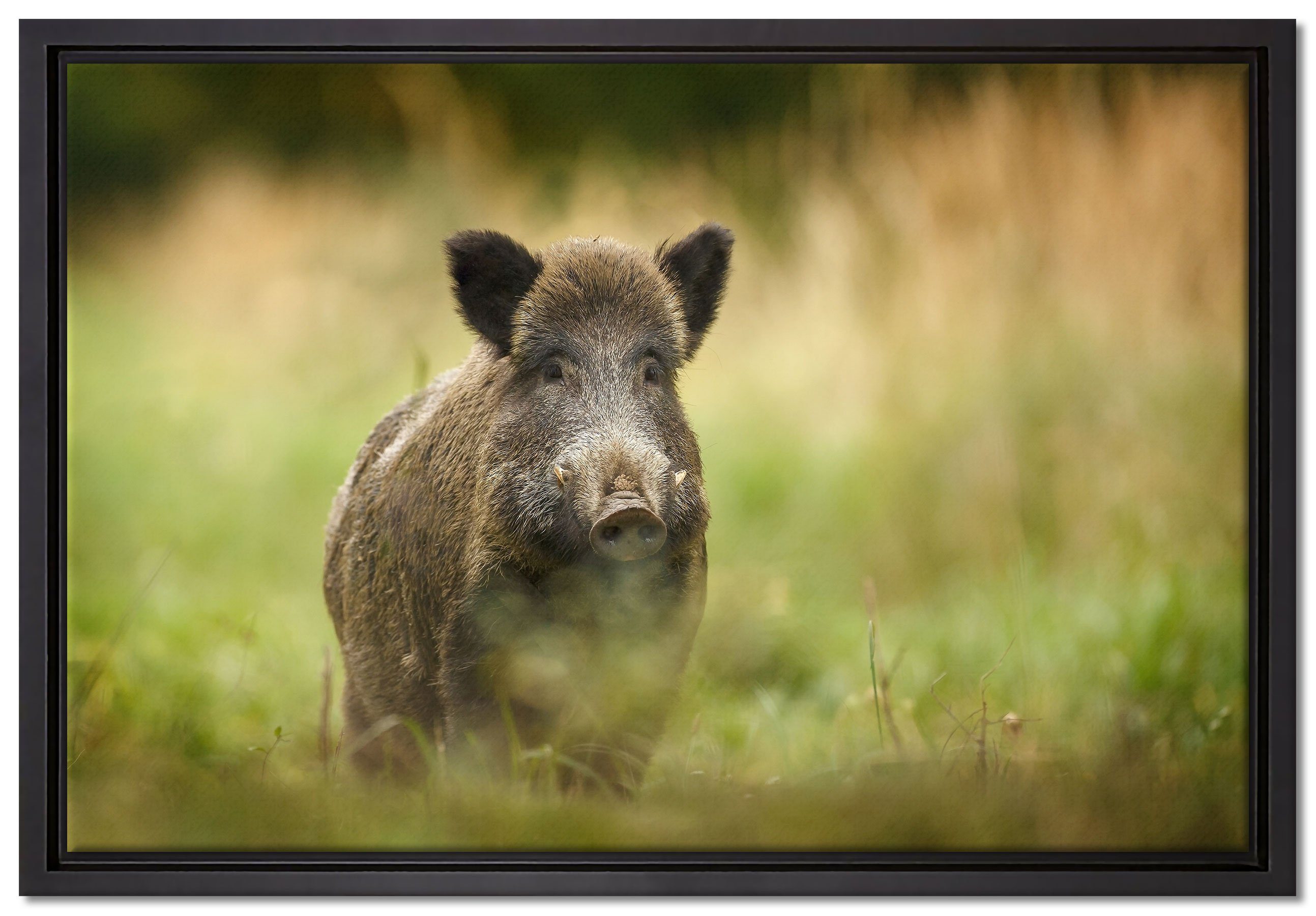 Pixxprint Leinwandbild Stolzes Wildschwein im Wald, Wanddekoration (1 St), Leinwandbild fertig bespannt, in einem Schattenfugen-Bilderrahmen gefasst, inkl. Zackenaufhänger