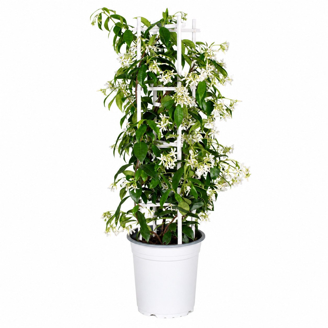 Exotenherz Kletterpflanze Trachelospermum jasm. 'Star of Venice' - Kletterpflanze 23cm 70cm hoch