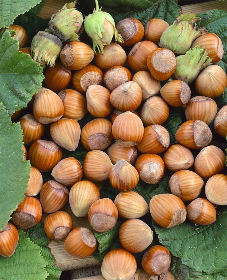 Pflanzen für Dich Gehölze Corylus avellana Wunder aus Bollweiler, 1 St., Wunder aus Bollweiler, Haselnuss, Gemeine Hasel
