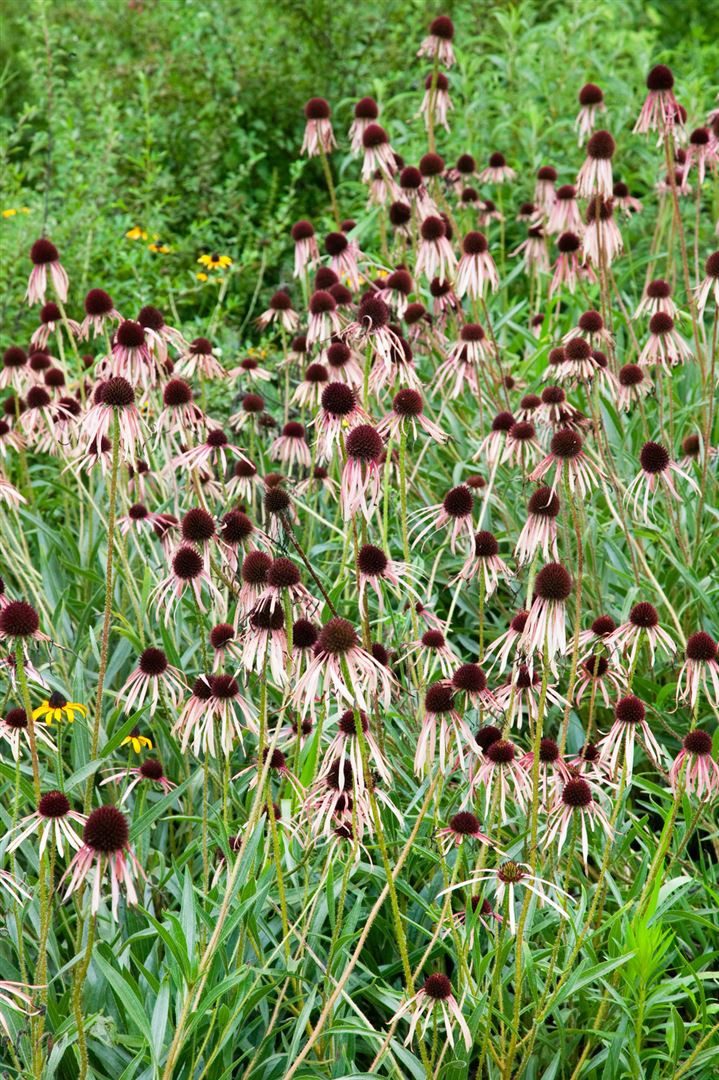 Pflanzen für Dich Staude Echinacea pallida, 1 St., Blasser Sonnenhut, Blassfarbiger Scheinsonnenhut