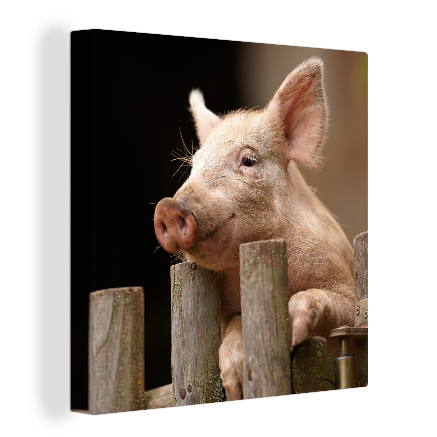 Tier Leinwand Schwein Leinwandbild St), Wohnzimmer - Bilder OneMillionCanvasses® - für Schlafzimmer (1 Zaun,