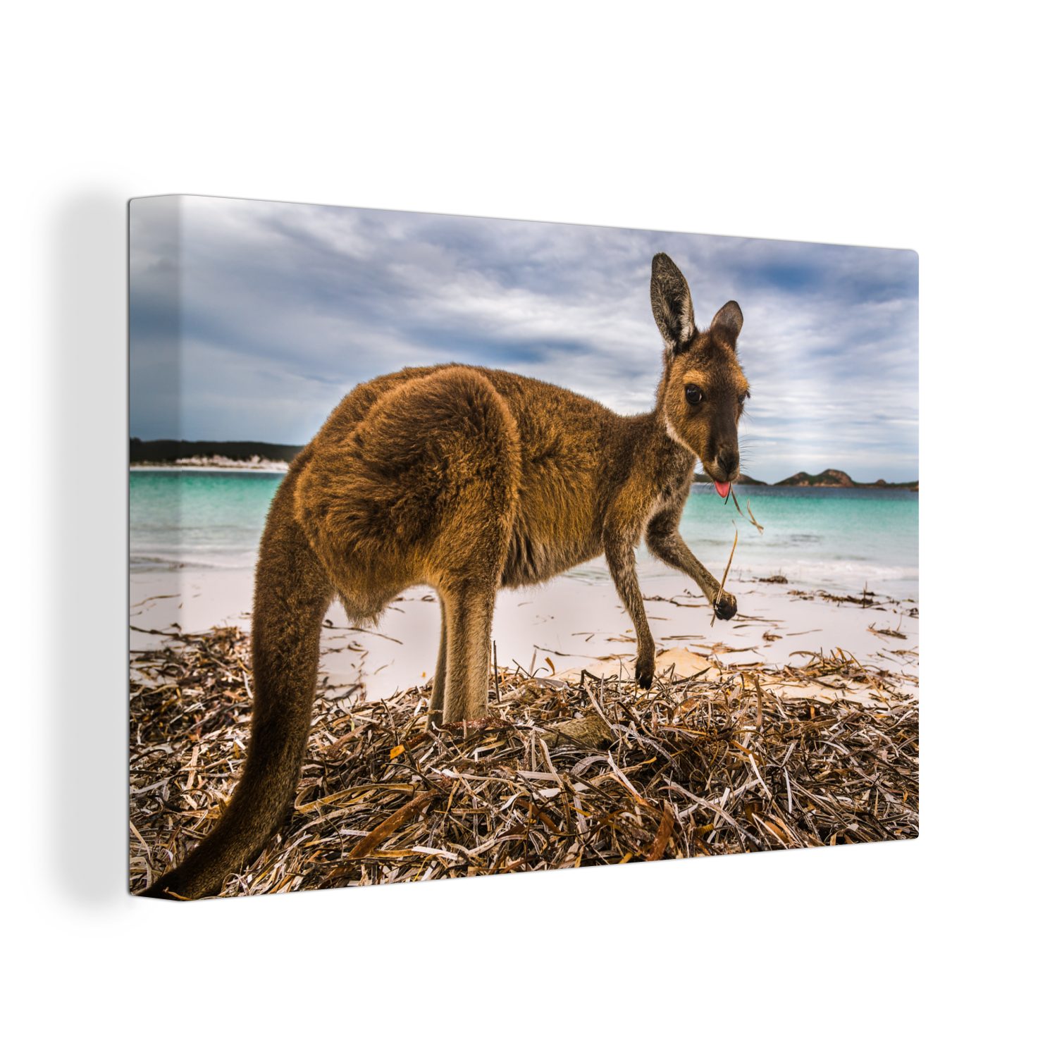 OneMillionCanvasses® Leinwandbild Känguru - Meer - Pflanzen, (1 St), Wandbild Leinwandbilder, Aufhängefertig, Wanddeko, 30x20 cm | Leinwandbilder