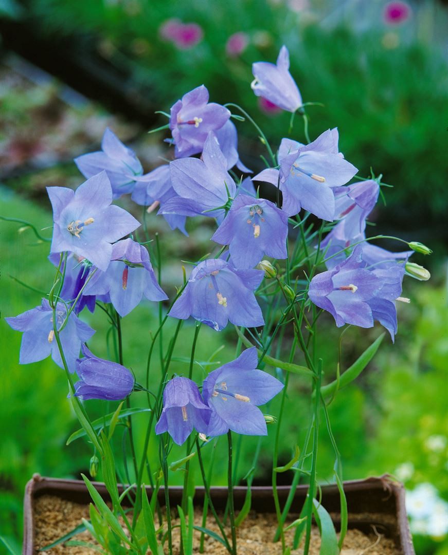 Pflanzen für Dich Staude Campanula rot. Olympica, 1 St., Rundblättrige Glockenblume, Alpen-Glockenblume