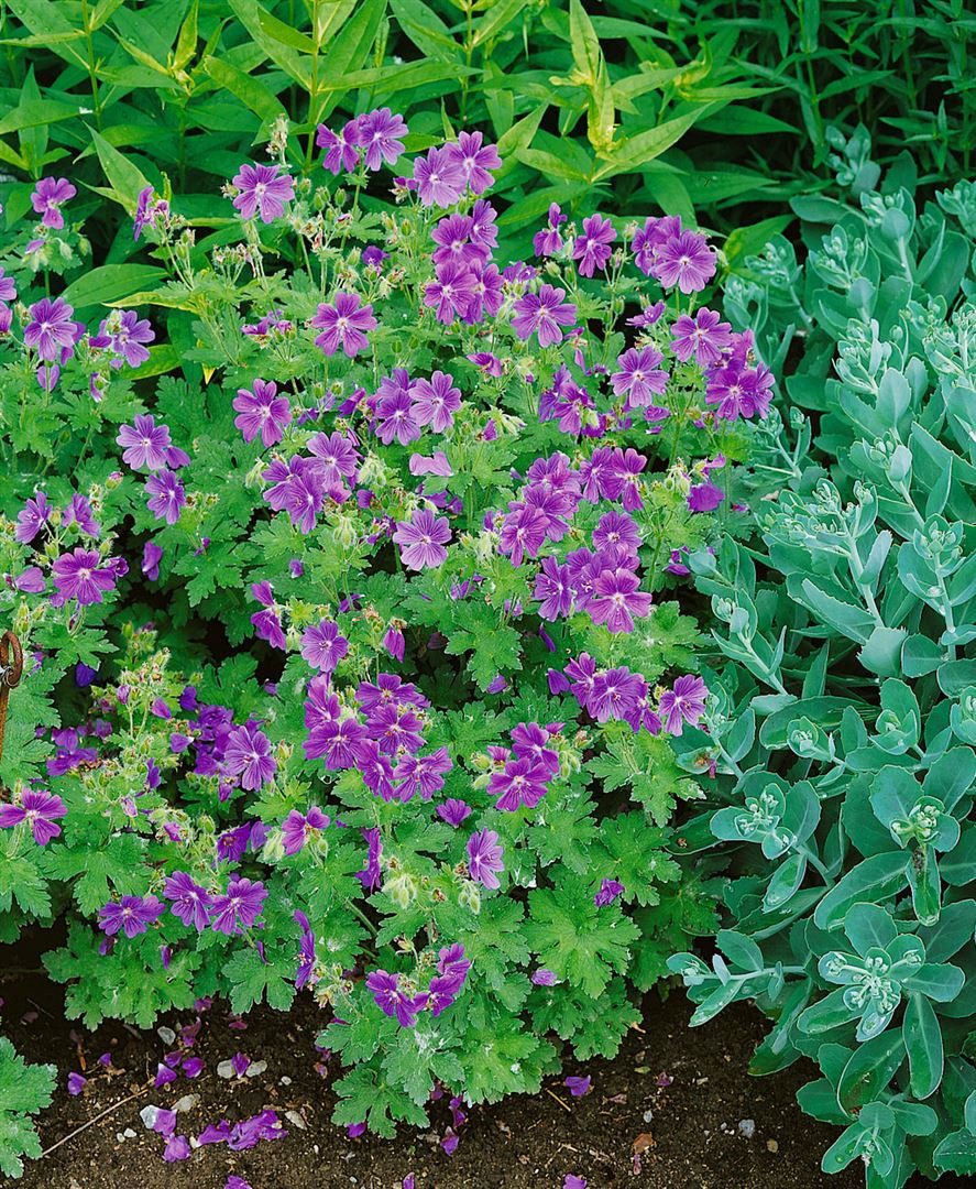 Pflanzen für Dich Staude Geranium ibericum ssp.ibericum, 1 St., Kaukasus-Storchschnabel