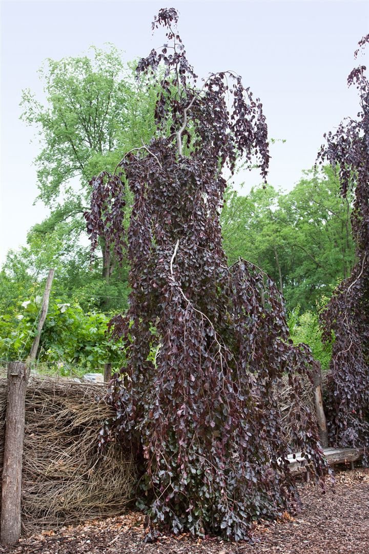 Pflanzen für Dich Hecken Fagus sylvatica Purple Fountain, 1 St., Rotbuche, Blutbuche, dunkelrot, hängender Wuchs