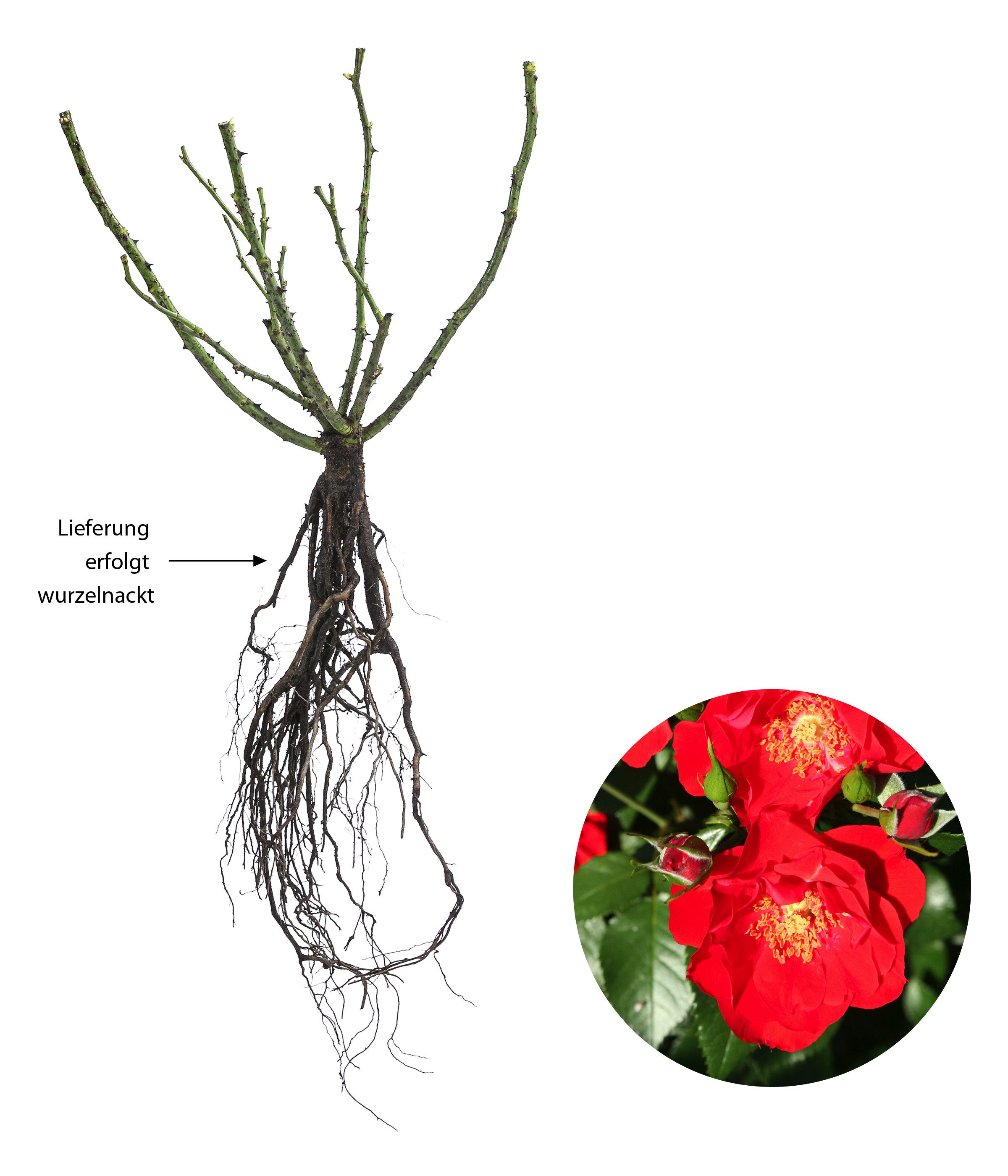 Dehner Rose Strauchrose Paprika®, schalenförmige rote Blüten, nicht duftend, Züchter Tantau
