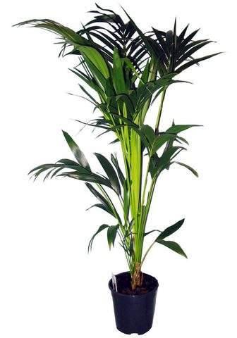 Dominik Zimmerpflanze »Kentia-Palme« Höhe: 60 ...