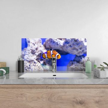 DEQORI Küchenrückwand 'Clownfisch im Meer', Glas Spritzschutz Badrückwand Herdblende