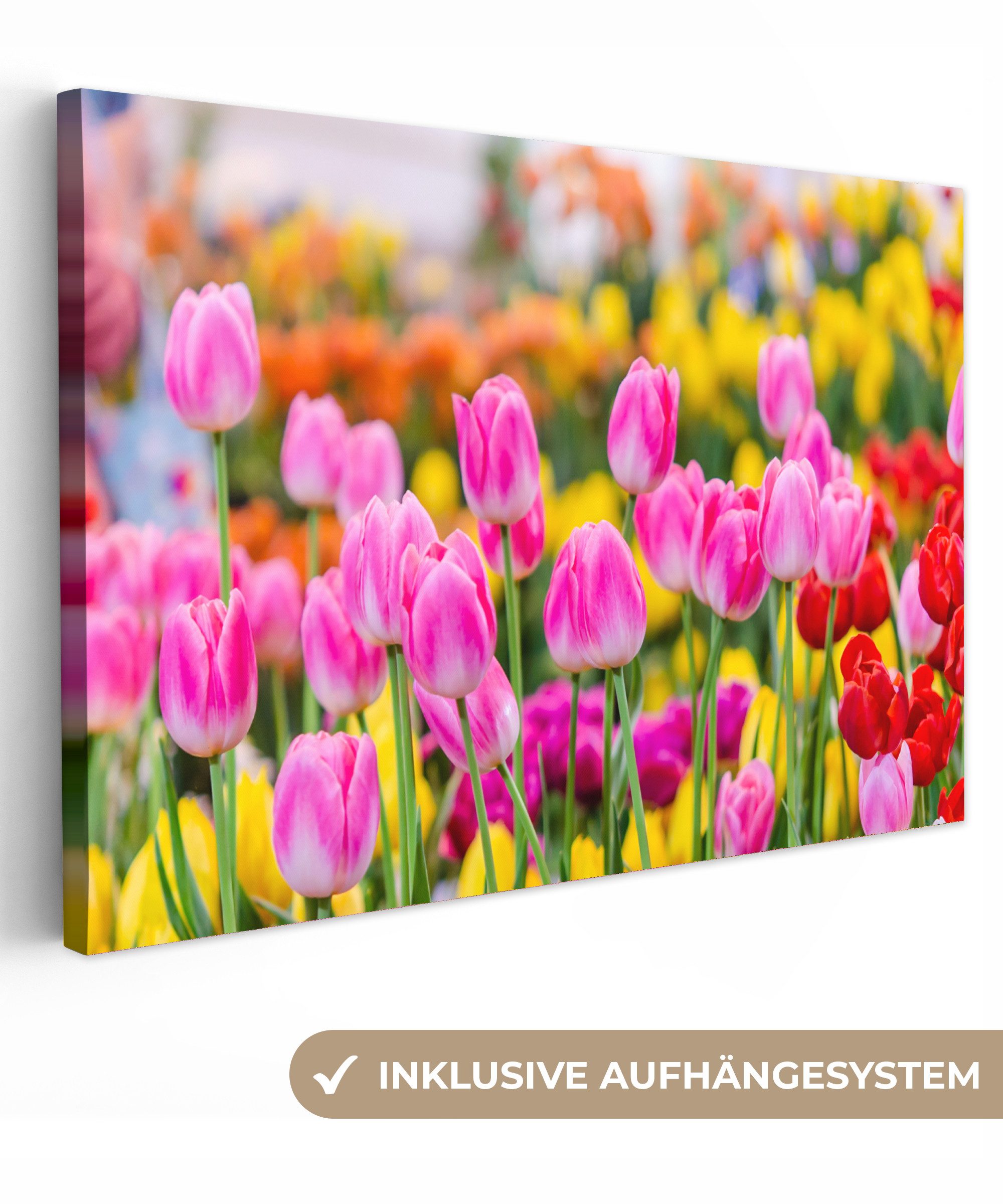 OneMillionCanvasses® Leinwandbild Tulpen - Farben - Frühling, Fotodruck (1 günstig online kaufen