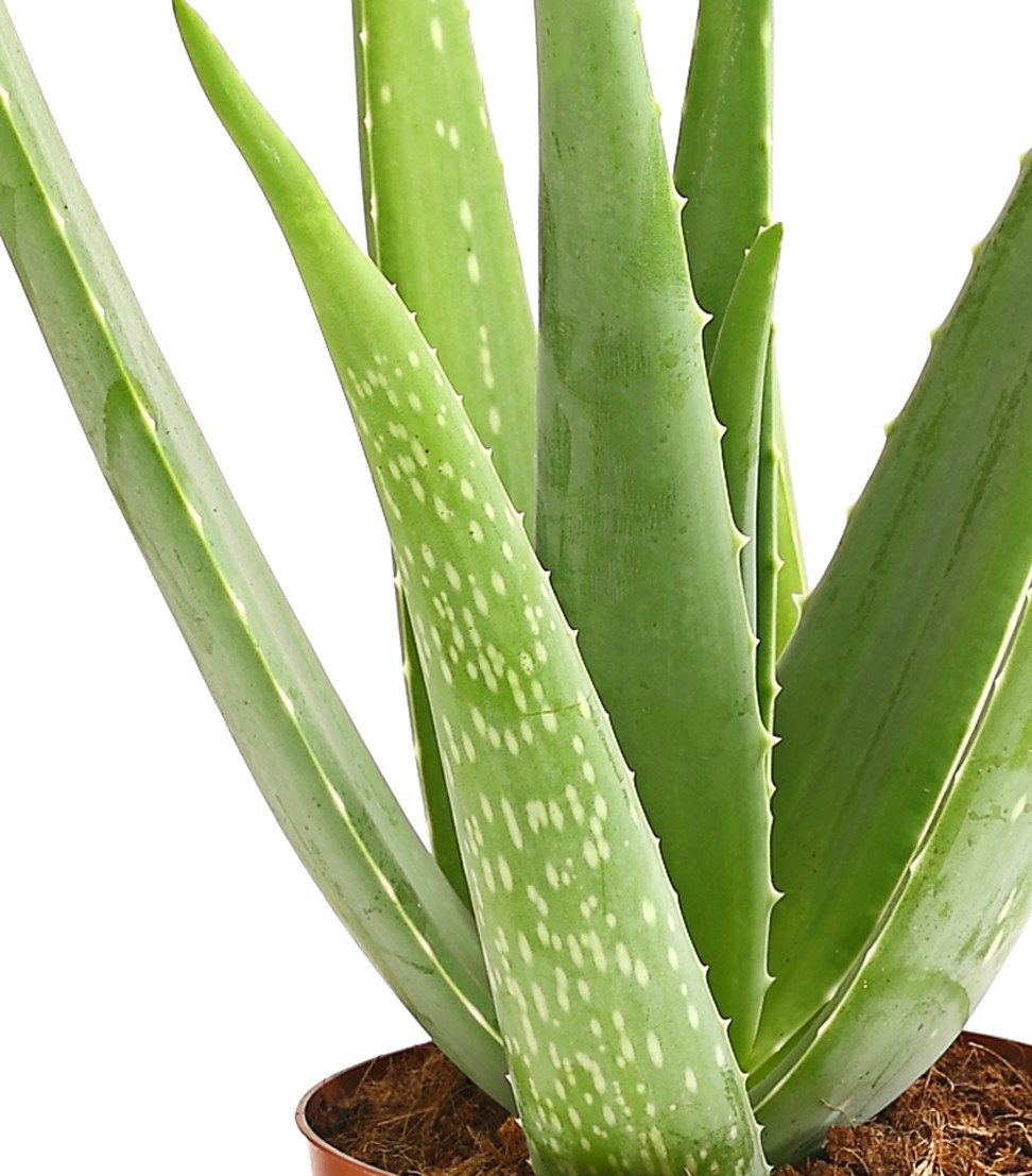 Dehner Sukkulente Echte Aloe, ab 30-110 cm, Ø Topf ab 12-35 cm, Aloe vera, Sukkulente mit fleischigen Blättern