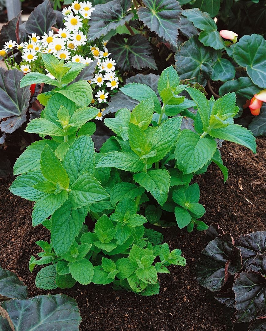 Pflanzen für Dich Staude Mentha piperita Mitcham, 1 St., Pfefferminze, Mentha, Minze