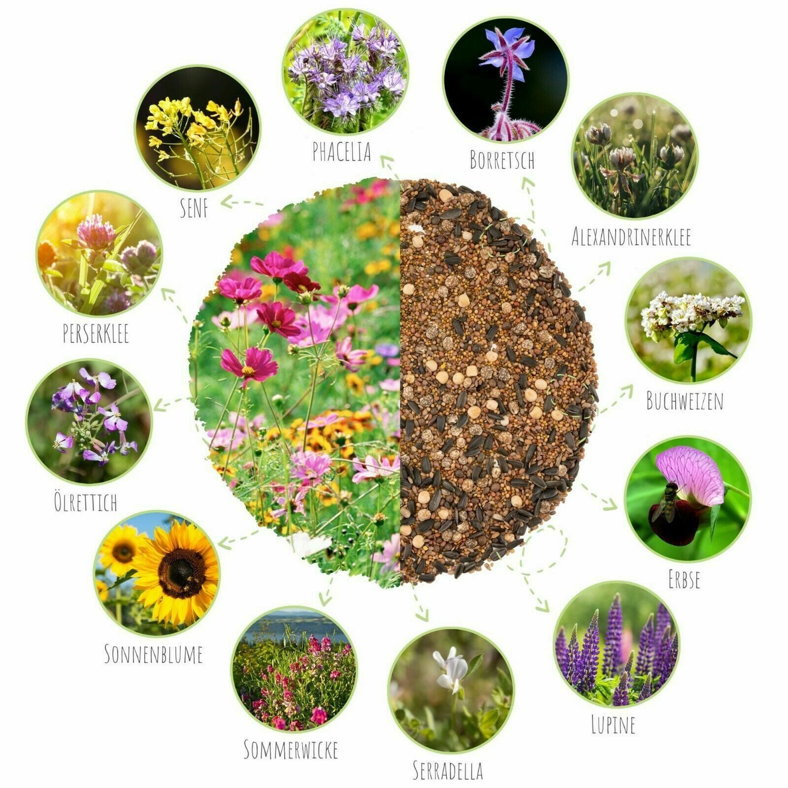 HappySeed Blumensamen Blumenwiese Samen für eine bunte Bienenweide - Farben. Wildblumensamen, 0.1 kg, Bienenfreundlich