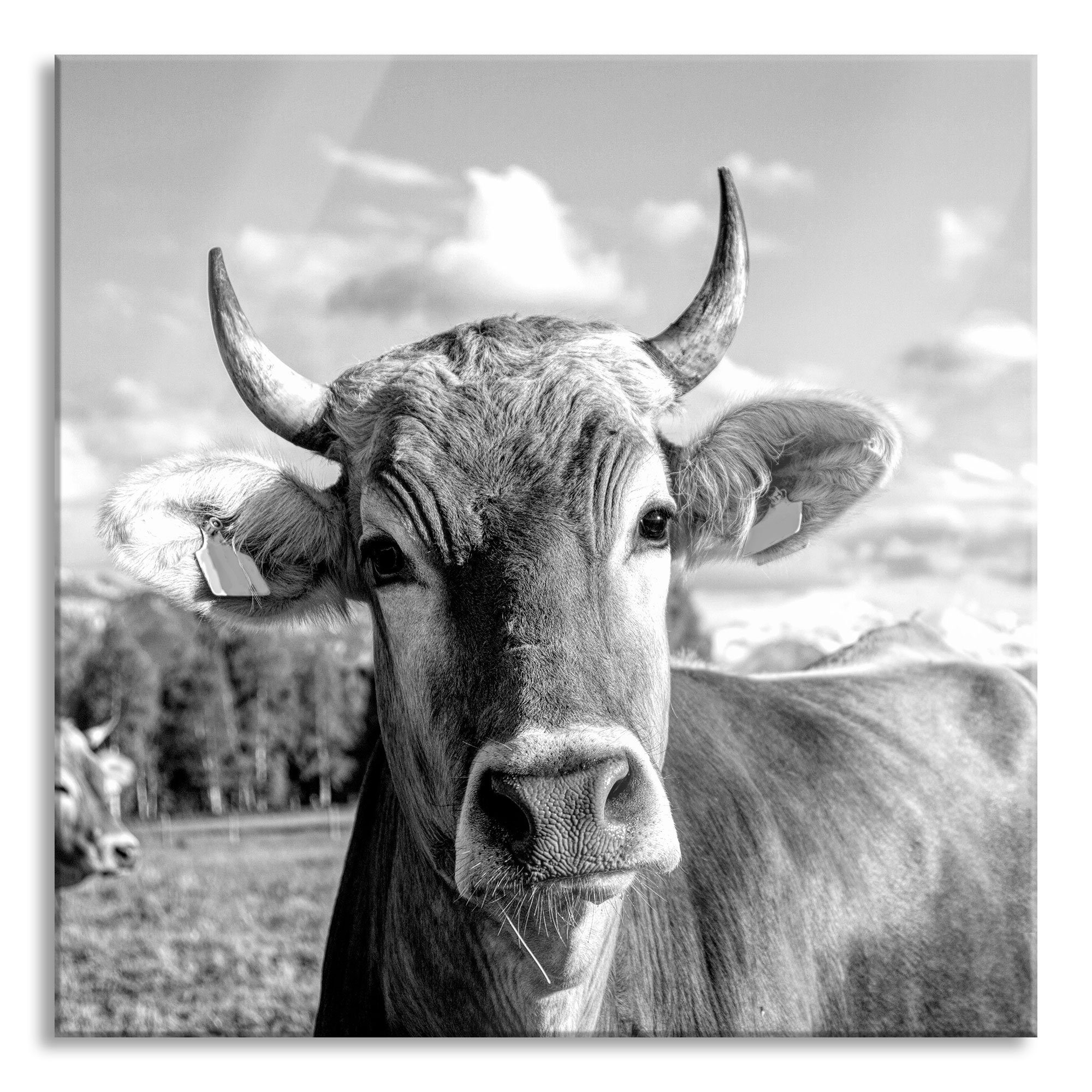 Pixxprint Glasbild Neugierige Kuh auf Weide im Allgäu, Monochrome, Neugieri günstig online kaufen