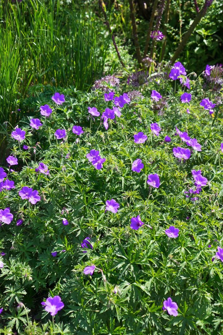 Pflanzen für Dich Staude Geranium pratense 'Orion', 1 St., Wiesen-Storchschnabel – Bild 5 von 5